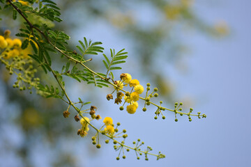 Sticker - Vachellia nilotica or gum arabic flowers