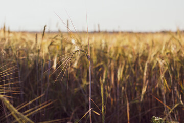 An ear of wheat or rye in the field. A field of rye at the harvest period