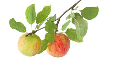 two apples on a branch isolated on white background