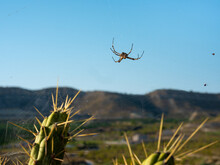 A Spider Web With Mountains In The Background. An Impressively Large White Spider Appears To Hover In The Air Against A Blue Sky In Spain.