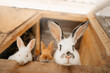 family of rabbits at an eco farm