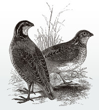 Pair Of Northern Bobwhite Or Virginia Quail, Colinus Virginianus Standing On A Grassland, After An Antique Illustration From The 19th Century