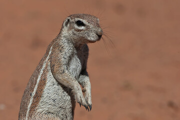 Ground squirrel in the Kgalagadi