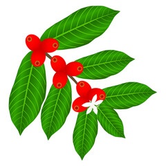 Wall Mural - coffee branch with white flower and red berries.