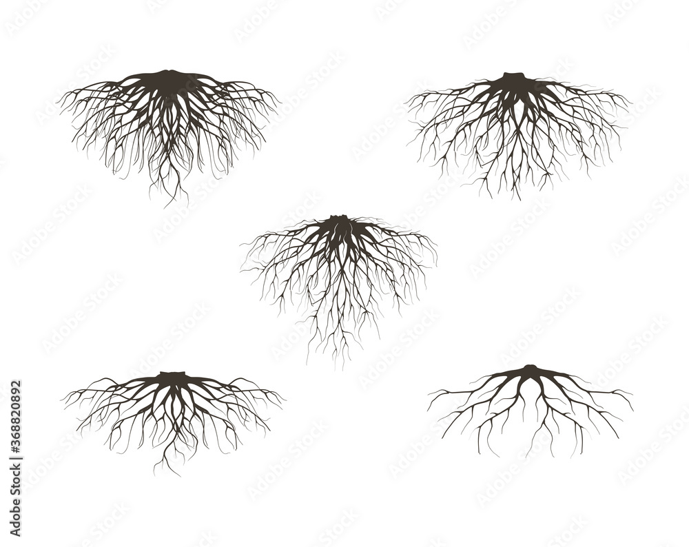 collection of fibrous root and tap roots of the tree vector isolated on white background. - obrazy, fototapety, plakaty 