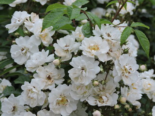 Wall Mural - White flowers in the park