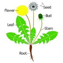 An Illustration Showing Parts Of A Dandelion Plant.