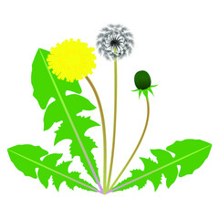 Wall Mural - A dandelion flower with green leaves with seeds and bud.