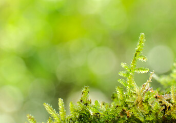 Closeup fresh green moss with blurred background, small depth of field