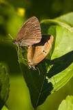 Fototapeta  - Two Butterflies Oeneis Jutta On Leaf In Sunny Day In Summer.