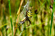 Spider On The Web Tijgerspin (Argiope Bruennichi)