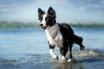  border collie cute dog lovely portrait on a blue background fun playing in the water
