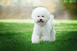bichon frize cute dog white wool fun walk in the park
