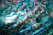 Abstract Blue And Green Background, Close Up Of A Shell 