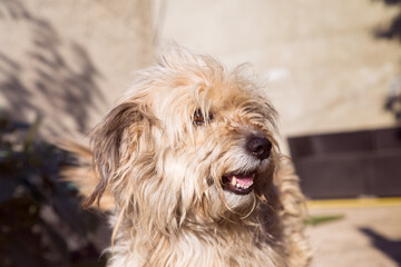  Portrait of a cute shaggy mixed breed dog.