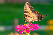 Yellow Swallowtail Butterfly Perched On Bright Pink Zinnia Flower In Garden