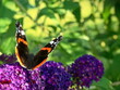 Motyl, motyl na kwiatku, Budleja Dawida