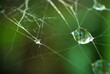 Kropla wody na pajęczynie