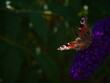 Motyl, motyl na kwiatku, budleja Dawida