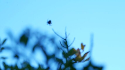 Spider Web with a Spider on It Waiting for Its Next Victim