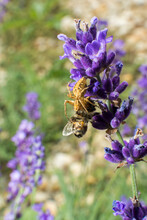 Spider Holding Bee On Lavender Plant #1