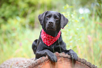 Schwarzer Labrador in der Natur mit Halstuch