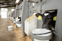 Dairy Calves Fed Milk In The Stable. Calf On A Dairy Farm Drinking Millk From A Drinking Bowls