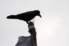 Crow At The Top Of Prayer Flag Post, Everest Trail, Himalaya, Nepal