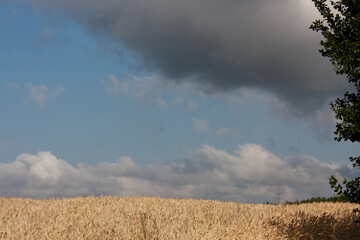 Summer landscape with golden field and blue sky with heavy gray clouds.