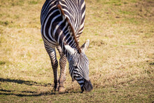 A Black And White Zebra Eating Green Grass In An Open Field