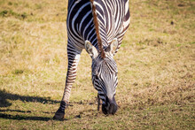 A Black And White Zebra Eating Green Grass In An Open Field