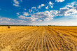 © sunday_morning - Large round cylindrical straw or hay bales in countryside on yellow wheat field in summer or autumn after harvesting on sunny day. Straw used as biofuel, biogas, animal feed, construction material.