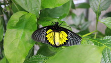Butterfly Died Upside Down On A Tree Leaf