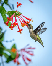 Hummingbirds Feeding On Flowers And Sitting On Branches