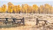 A rustic wooden buck and rail fence and an autumn landscape scene with backlit cottonwood trees in Jackson Hole, Wyoming.