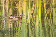 Cinnamon Teal Hen Swimming Past Reflected Cattails