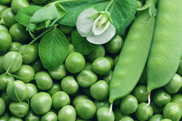 fresh green peas background with pea pods and flower on top