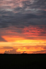 Wall Mural - Orange sunset  in the woods