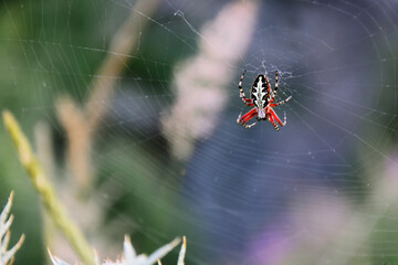 Spider weaves a web on a green-blue background of nature.