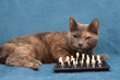 cat playing chess on a blue background