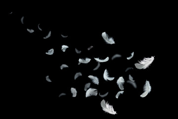 Wall Mural - light fluffy a white feathers floating in the dark. feather abstract on black background.