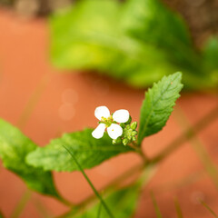 Canvas Print - Flowers of wasabi arugula (Diplotaxis erucoides) in Japan