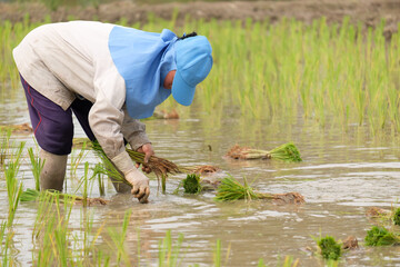 Wall Mural - Female farmer wearing blue hat, planting rice on rice field.People wearing gray long-sleeved shirts and wearing rubber gloves are working.transplant rice seedlings.