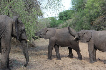 Elephant, Kapama Game Reserve, South Africa.