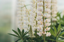 Summer Floral Blooming Soft Background. A Lot Of White Lupines In The Garden. Closeup Plant With Blurred Background. Blooming Lupine Flowers. A Field Of Lupines.