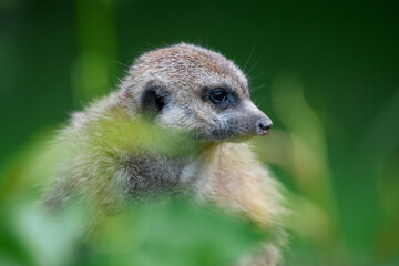 Wall Mural - Meerkat standing looking for something. Suricata suricatta wild predators in natural environment.