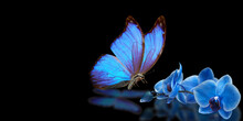 Blue Butterfly And Blue Orchid