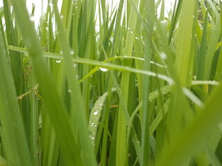  green grass with dew drops