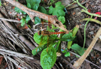 Dragonfly on a leaf