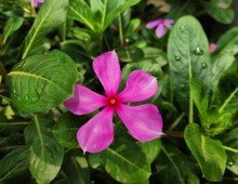 Pink Periwinkle Flowers In The Garden
